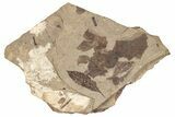 Fossil Flora Plate - McAbee, BC #271359-1